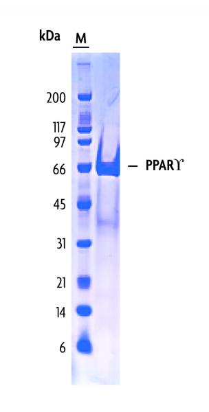 PPARγ protein gel. PPARγ protein run on an SDS-PAGE gel and stained with Coomassie blue.