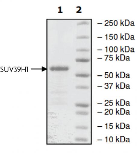 SUV39H1 protein gel. SUV39H1 (4. 2 μg) run on a 10% SDS-PAGE gel and stained with Coomassie blue. Arrow indicates recombinant SUV39H1.