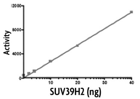 SUV39H2 activity assay. Recombinant SUV39H2 activity measured using a fluorescent methyltransferase assay.