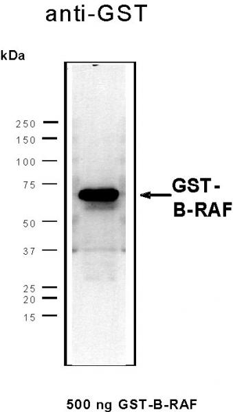 Recombinant B-RAF protein tested by SDS-PAGE gel. 0.5 µg of B-RAF protein was analyzed using SDS/PAGE followed by Western blot with an anti-GST antibody.