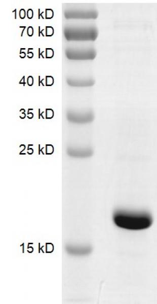 Recombinant BRPF3 (576-701) protein gel. BRPF3 (576-701) protein was run on an SDS-PAGE gel and stained with Coomassie blue.