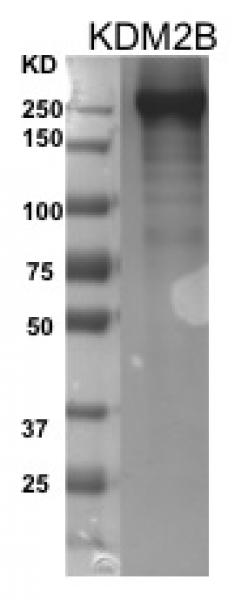 Recombinant FBXL10 / KDM2B protein gel. FBXL10 / KDM2B protein was run on a 10% SDS-PAGE gel and stained with Coomassie blue.