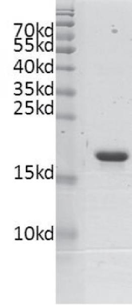 Recombinant BRD4 (333-460) protein gel. BRD4 (333-460) protein was run on an SDS-PAGE gel and stained with Coomassie blue.