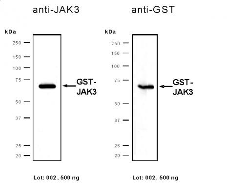 Recombinant JAK3 protein tested by SDS-PAGE gel. 0.5 µg of JAK3 protein was analyzed using SDS/PAGE followed by Western blot with either an anti-JAK3 or anti-GST antibody.