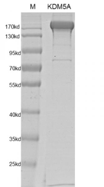 Recombinant JARID1A / KDM5A protein gel. JARID1A / KDM5A protein was run on an SDS-PAGE gel and stained with Coomassie blue.