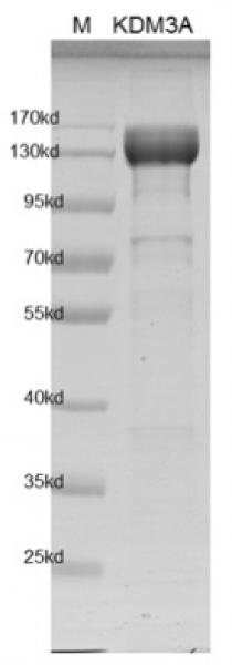 Recombinant JMJD1A / KDM3A protein gel. JMJD1A / KDM3A protein was run on a 10% SDS-PAGE gel and stained with Coomassie blue.