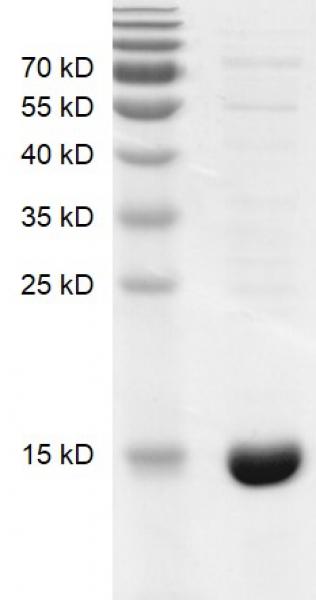 Recombinant BRD7 (129-236) protein gel. BRD7 (129-236) protein was run on a 10% SDS-PAGE gel and stained with Coomassie blue.