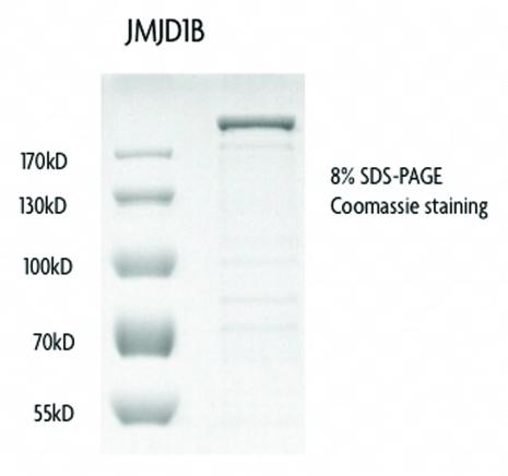 Recombinant JMJD1B / KDM3B protein gel. JMJD1B / KDM3B protein was run on an SDS-PAGE gel and stained with Coomassie blue.
