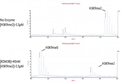 JMJD1B / KDM3B activity assay. Recombinant JMJD1B / KDM3B activity measured using a demethylation assay. MALDI-TOF was used for detection.