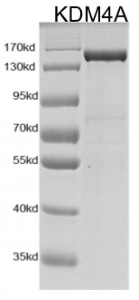 Recombinant JMJD2A / KDM4A protein gel. JMJD2A / KDM4A protein was run on a 10% SDS-PAGE gel and stained with Coomassie blue.
