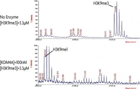 JMJD2A / KDM4A activity assay. Recombinant JMJD2A / KDM4A activity measured using a demethylation assay. MALDI-TOF was used for detection.
