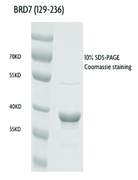 Recombinant BRD7 (129-236), GST-tag protein gel. BRD7 (129-236), GST-tag protein was run on an SDS-PAGE gel and stained with Coomassie blue.