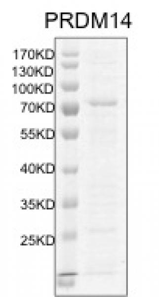Recombinant PRDM14 protein gel. PRDM14 protein was run on a 10% SDS-PAGE gel and stained with Coomassie blue.