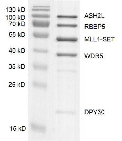Recombinant MLL1 complex gel. Recombinant MLL1 complex was run on an 12% SDS-PAGE gel and stained with Coomassie blue.