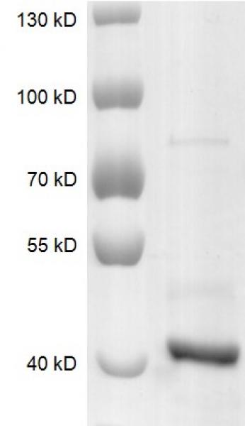 Recombinant SETD8 protein gel. Recombinant SETD8 was run on an 8% SDS-PAGE gel and stained with Coomassie blue.