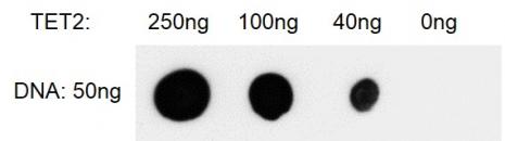 Recombinant TET2 (1129-2002) protein activity assay Recombinant TET2 (1129-2002) protein activity was measured using TET activity assay and detected by Dot-blot.