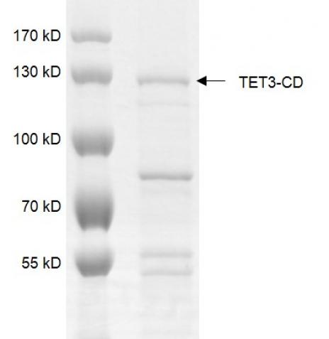 Recombinant TET3 (824-1795) protein gel. Recombinant TET3 (824-1795) protein was run on an 8% SDS-PAGE gel and stained with Coomassie blue.