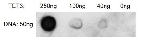 Recombinant TET3 (824-1795) protein activity assay Recombinant TET3 (824-1795) protein activity was measured using TET activity assay and detected by Dot-blot.