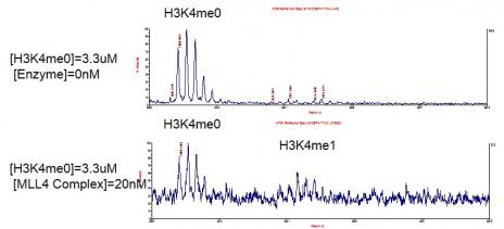 Recombinant MLL4 Complex MALDI-TOF activity assay 3. 3 uM H3K4me0 peptide was incubated with 20 nM MLL4 Complex in reaction buffer for 3 hours at room temperature. The reaction product was detected by MALDI-TOF. Single 3. 3 uM H3K4me0 peptide was used as negative control. Catalytic Ability: 50 turnovers/ enzyme molecule