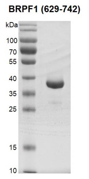 Recombinant BRPF1 (629-742) Protein SDS-PAGE Gel. BRPF1 (629-742) protein was run on a 12% SDS-PAGE gel and stained with Coomassie Blue.