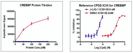 Recombinant CREBBP (1081-1197) activity using AlphaScreen. CREBBP (1081-1197) titration and inhibition were assessed using an AlphaScreen® assay. Titration curves were generated to show signal response in the presence of modified peptide substrate at increasing protein concentrations. An IC50 dose response assessment of reference compound JQ1 is also shown. This data was generated and kindly provided courtesy of ChemPartner.