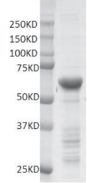 Recombinant G9a-SET protein gel. G9a-SET protein was run on a 10% SDS-PAGE gel and stained with Coomassie blue.