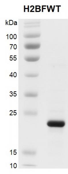 Recombinant Histone H2BFWT gel. Histone H2BFWT was run on a 12% SDS-PAGE gel and stained with Coomassie Blue.