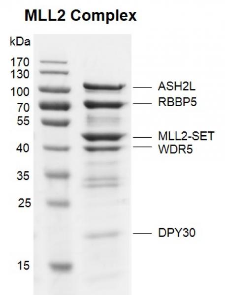 Recombinant MLL2-SET binding assay. MLL2-SET was incubated with equimolar other 4 components of MLL2 Complex (ASH2L, RBBP5, WDR5 and DPY30) for 2 hours 4 °C. All the components were pulled down by GST beads. The sample was run on an 10% SDS-PAGE gel and stained with Coomassie Blue.