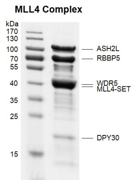 Recombinant MLL4-SET protein gel. MLL4-SET was incubated 4 equimolar components of the MLL4 Complex (ASH2L, RBBP5, WDR5 and DPY30) for 2 hours at 4°C. All the components were pulled down by GST beads. The sample was run on an 10% SDS-PAGE gel and stained with Coomassie Blue.