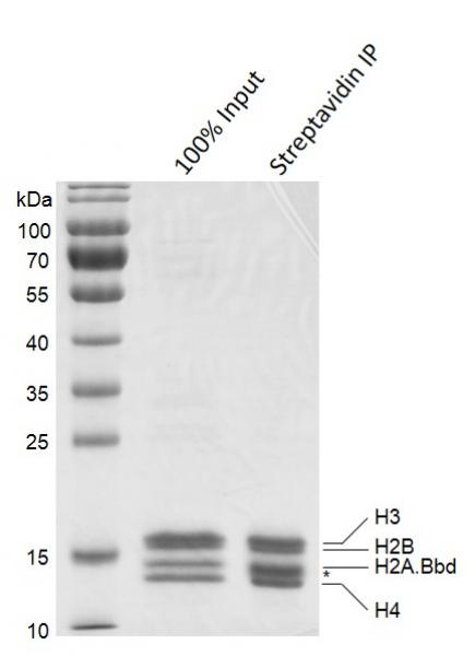Streptavidin Pull-down for Recombinant Mononucleosomes (H2A. Bbd) - biotinylated Mononucleosomes (H2A. Bbd) were pulled down by streptavidin beads. Input mononucleosomes (Lane 1) and the mononucleosomes pulled down by streptavidin (Lane 2) were run on a 12. 5% SDS-PAGE gel and stained with Coomassie Blue. The SDS-PAGE gel result shows that more than 80% biotinylated nucleosomes (H2A. Bbd) are pulled down by streptavidin beads. * indicates streptavidin.