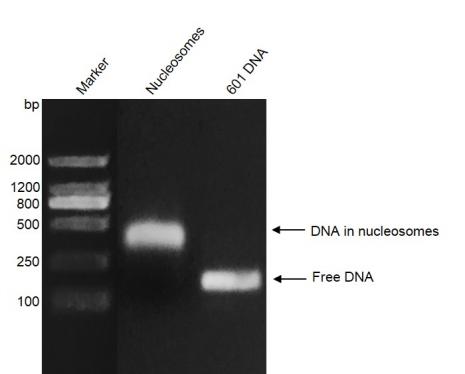 Recombinant Mononucleosomes (H2A. Bbd) - biotinylated DNA gel Biotinylated Mononucleosomes (H2A. Bbd) were run on a 2% agarose gel and stained with ethidium bromide. Lane 1: Intact mononucleosomes. Lane 2: 601 DNA which was used for assembly of mononucleosomes. Intact mononucleosomes migrate much higher than free DNA. The agarose gel result shows that almost all of 601 DNA wrap histone octamers to form mononucleosomes.