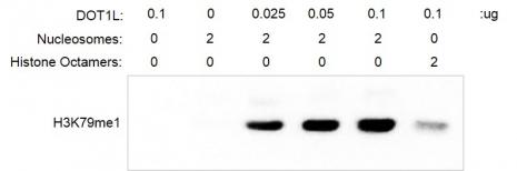 Western Blot analysis for Mononucleosomes (H2A. Bbd) - biotinylated 2 µg Recombinant Mononucleosomes (H2A. Bbd) were incubated with DOT1L (Cat# 31474) in reaction buffer for 3 h at room temperature. Western Blot was used for detecting the generation of reaction products (H3K79me1, Cat# 39921). DOT1L only and mononnucleosomes only were used as negative control. The Western Blot result shows that mononucleosomes are more suitable substrate for DOT1L than histone octamers.