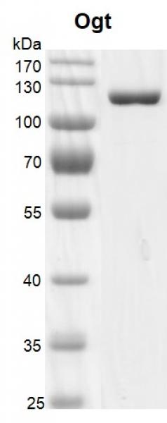 Recombinant OGT protein gel. OGT protein was run on an 8% SDS-PAGE gel and stained with Coomassie Blue.