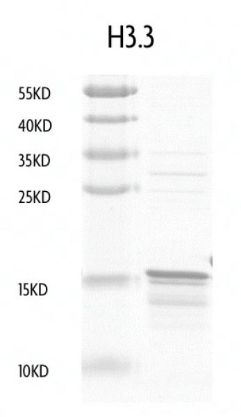 Recombinant Histone H3. 3 protein gel. Recombinant Histone H3. 3 run on an SDS-PAGE gel and stained with Coomassie blue.
