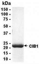 Analysis of CIB1 Recombinant Protein. 4-20% SDS gradient gel. Coomassie blue staining. ( anti-CIB1 protein ) CIB1 protein SDS image