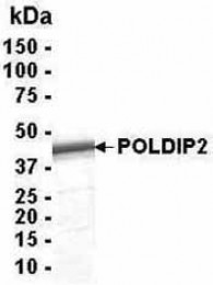 Analysis of POLDIP2 Recombinant Protein. 4-20% SDS gradient gel. Coomassie blue staining. ( anti-POLDIP2 protein ) POLDIP2 protein SDS image