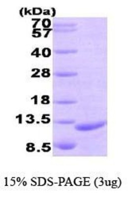 SDS-Page: Macrophage Inflammatory Protein 3 beta Protein [NBP1-44466] - CCL19, 10.4 kDa (93aa) confirmed by MALDI-TOF with a purity of 95% by SDS - PAGE