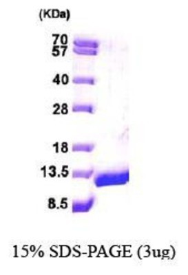 SDS-Page: Diazepam Binding Inhibitor Protein [NBP1-44453] - ACBP, 12.2 kDa (107aa), confirmed by MALDI-TOF with a purity of 95% by SDS - PAGE