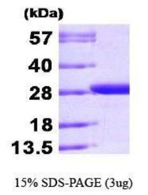 SDS-Page: Recombinant Bacteria GST Epitope Tag Protein [NBP1-30259] -  GST Epitope Tag Protein Glutathione S- Transferase(GST), 28.3 kDa (244aa), confirmed by MALDI-TOF with a purity of 95% by SDS - PAGE