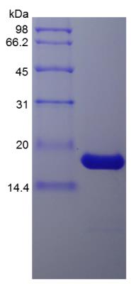 SDS-Page: Porcine IL-1 beta/IL-1F2 Protein [NBP2-35228]