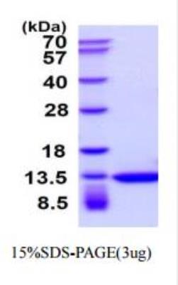 SDS-Page: Recombinant Human Thioredoxin Protein [NBC1-18541]