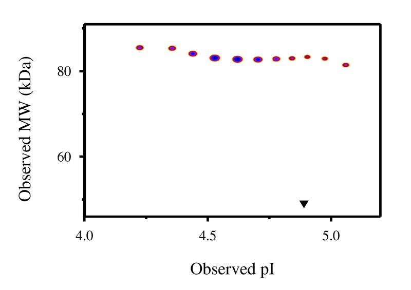 SDS-Page: p75NTR/NGF Receptor Protein [NBP1-46099] - Post-translational modifications result in protein heterogeneity. The densitometry scan, derived from the 2D gel image above, demonstrates the purified human cell expressed protein exists in multiple isoforms, which differ according to their level of post-translational modification.  Expression of these isoforms is highly significant for cell biology, as they more closely resemble the native human proteins.   Triangle indicates theoretical pI and MW of the protein.