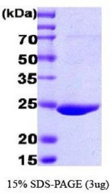 SDS-Page: GST Epitope Tag Protein [NBC1-18537] - GST Epitope Tag, 26kDa (224aa) with a purity of 95% by SDS - PAGE