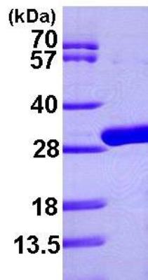 SDS-Page: Uridine Phosphorylase 1/UPP1 Protein [NBP1-46053] - 15% SDS-PAGE (3ug)