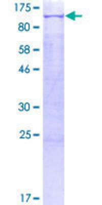 SDS Page: OCT1 Recombinant Protein [H00005451-P01] -  12.5% SDS-PAGE Stained with Coomassie Blue.