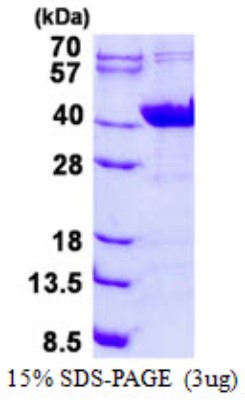 SDS-Page: G protein alpha Inhibitor 2 Protein [NBP2-23094]