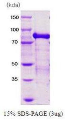 SDS-Page: PRMT1 Protein [NBC1-18446] - PRMT1 isoform3, 84 kDa (750 aa) with a purity of 90% by SDS - PAGE.