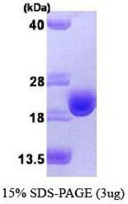 SDS-Page: Thioredoxin Protein [NBP1-44488] - TXN, 13.9 kDa (125aa), confirmed by MALDI-TOF with a purity of 95% by SDS - PAGE