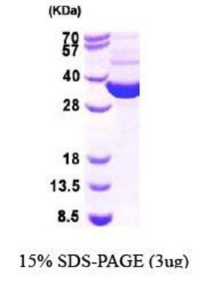 SDS-Page: thioredoxin reductase 1 Protein [NBP1-44981] - TRXB, 34.6 kDa (321aa), confirmed by MALDI-TOF with a purity of 90% by SDS - PAGE