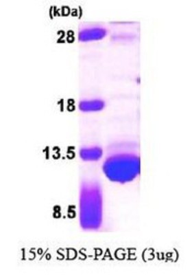SDS-Page: Thioredoxin Protein [NBP1-44476] - Thioredoxin 1,12.9 kDa (119aa), confirmed by MALDI-TOF with a purity of 85% by SDS - PAGE